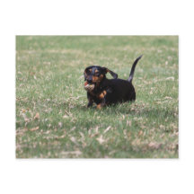 Dachshund