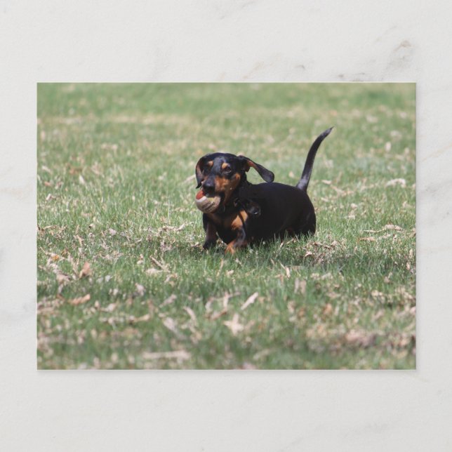 Postal Dachshund (Anverso)