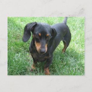 Postal Dachshund