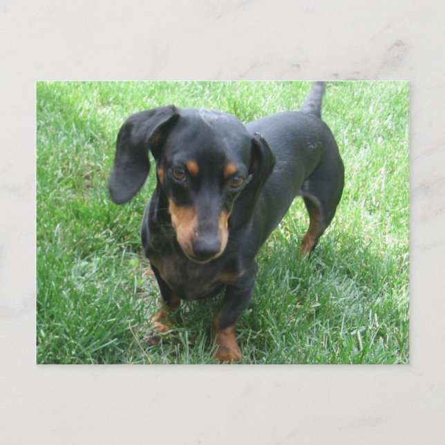 Postal Dachshund (Anverso)