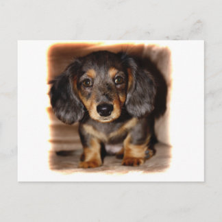 Postal Dachshund
