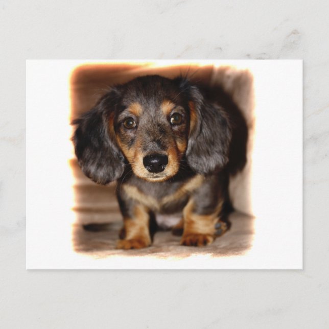 Postal Dachshund (Anverso)