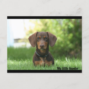 Postal Dachshund