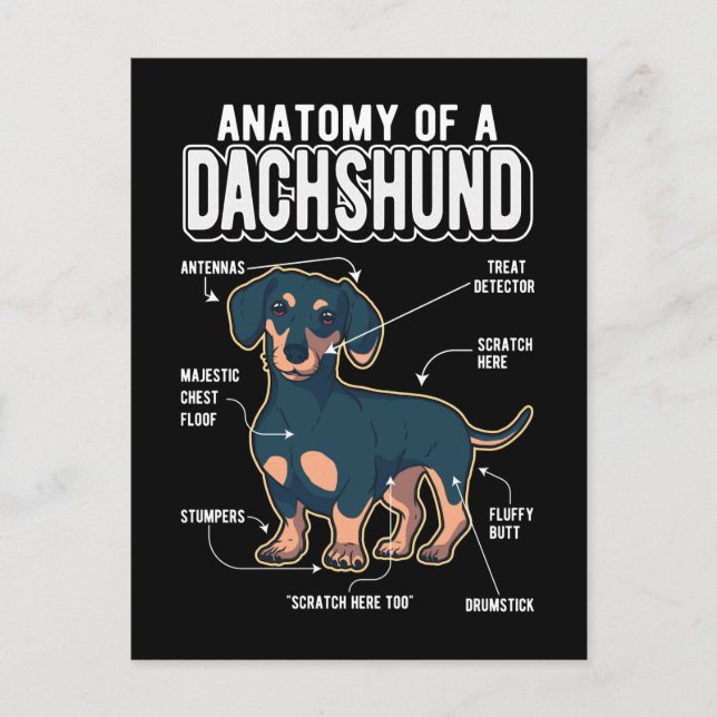 Postal Dachshund Anatomy Funny Dog (Anverso)