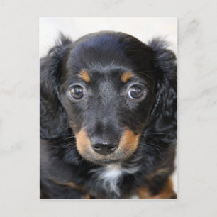 Postal Dachshund cachorro espera con ansias el amor de ma