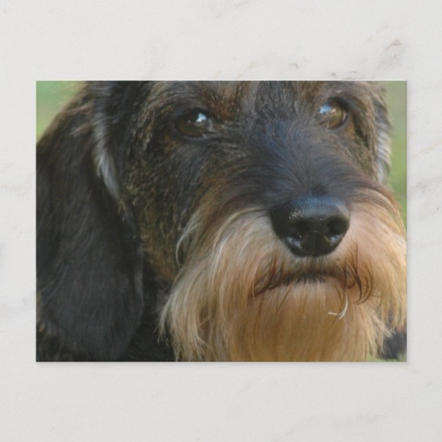Postal dachshund con cable.png (Anverso)