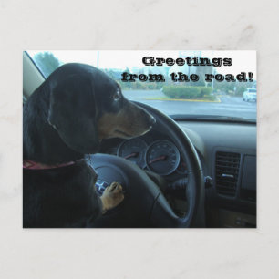 Postal Dachshund-Conducida