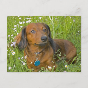 Postal dachshund de cabello largo