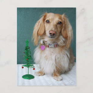 Postal Dachshund de cabello largo sentado en una mesa de 