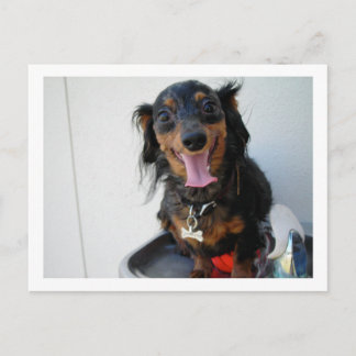 Postal Dachshund en una fuente de agua potable