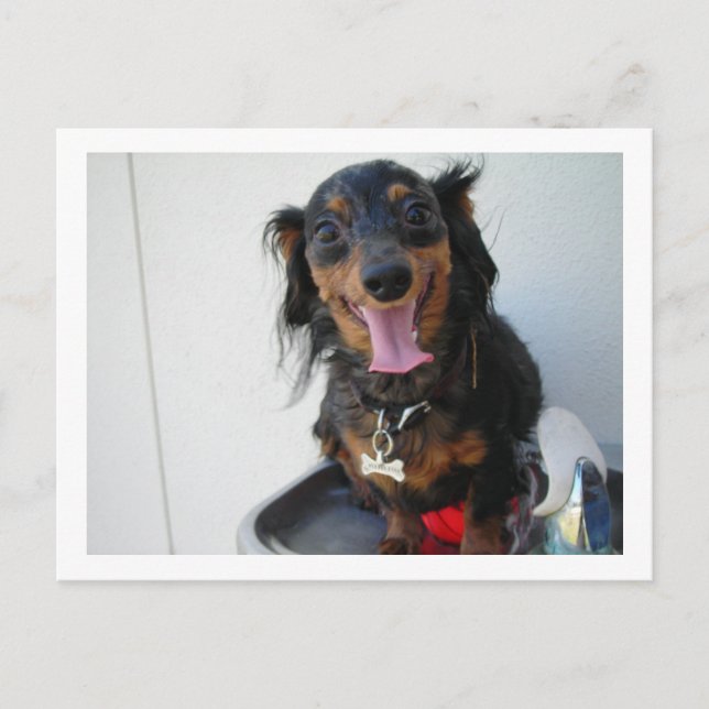 Postal Dachshund en una fuente de agua potable (Anverso)