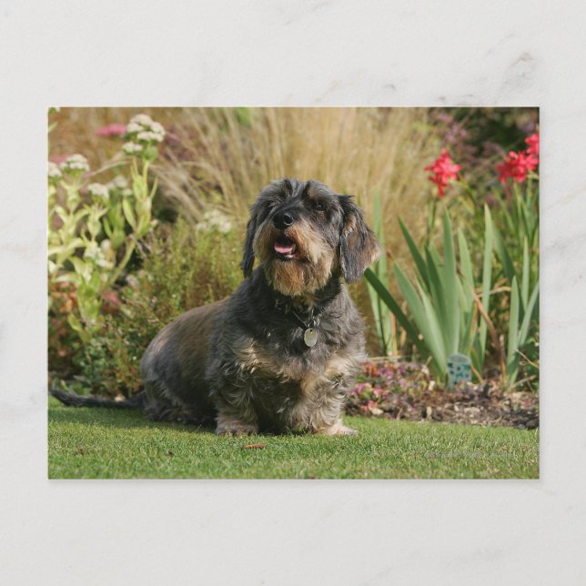 Postal Dachshund estándar de cabello alambrado (Anverso)