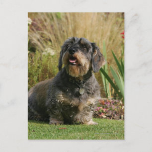 Postal Dachshund estándar de cabello alambrado