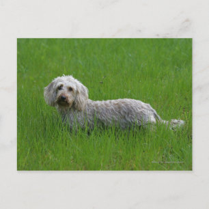 Postal Dachshund estándar de cabello alambrado en hierba
