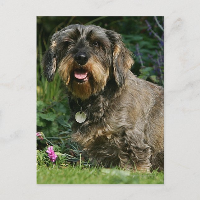 Postal Dachshund estándar de pelo duro sentado (Anverso)