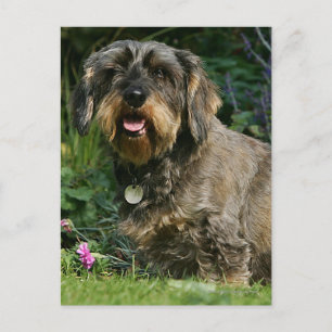 Postal Dachshund estándar de pelo duro sentado