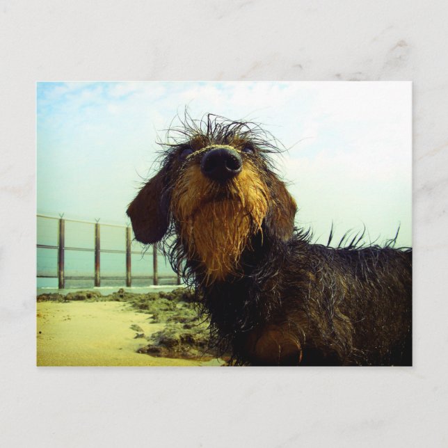 Postal Dachshund lindo del wiredhair en la playa (Anverso)