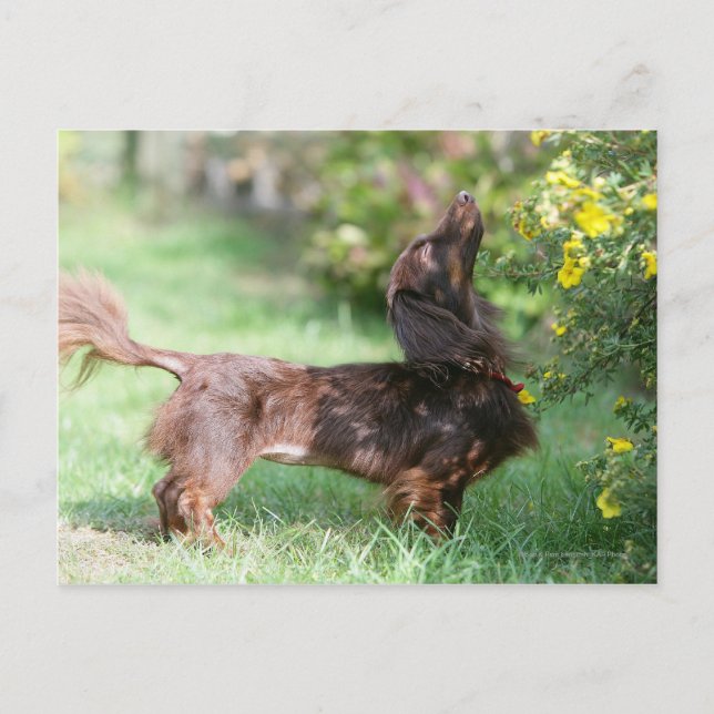 Postal Dachshund miniatura de pelo largo 1 (Anverso)