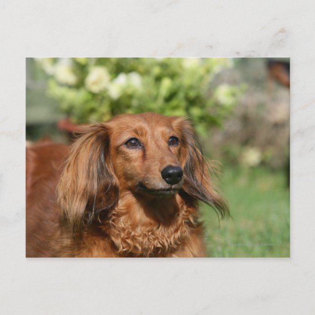 Postal Dachshund Miniatura Pelirrojo (Anverso)