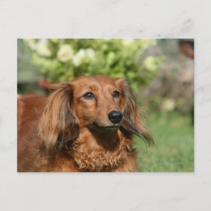 Postal Dachshund Miniatura Pelirrojo