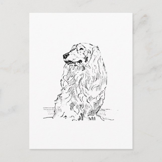 Postal Dachshund – Perro Salchicha de Pelo Largo (Anverso)
