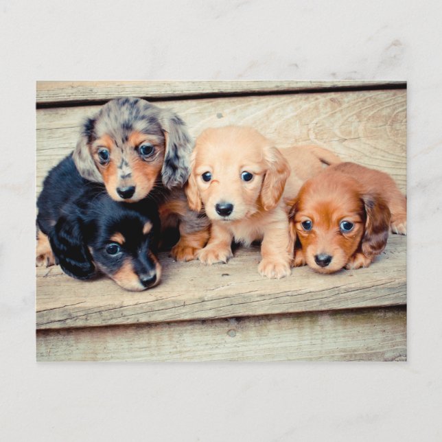 Postal Dachshund Puppies (Anverso)