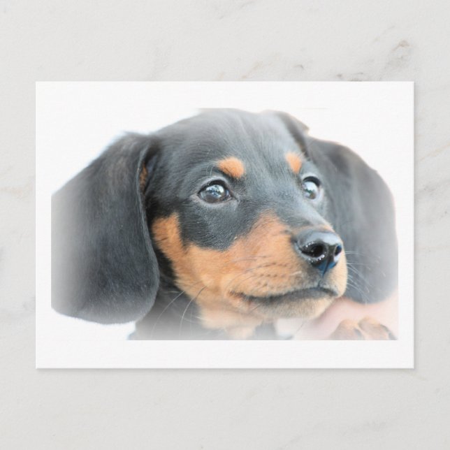 Postal Dachshund Puppy (Anverso)