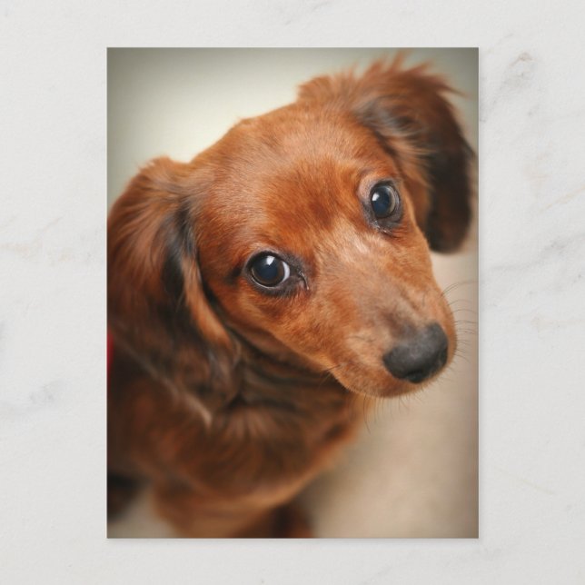 Postal Dachshund Puppy (Anverso)