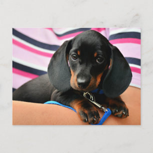 Postal Dachshund Puppy