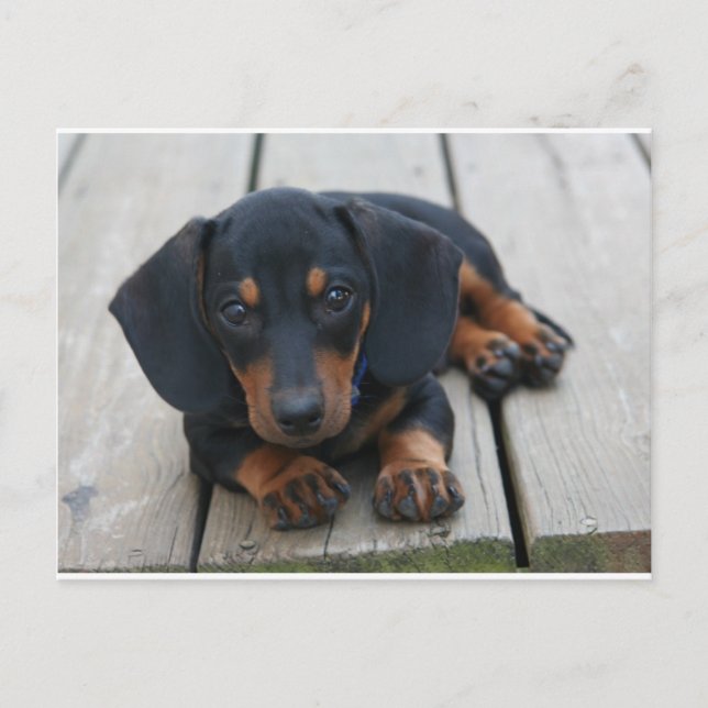 Postal Dachshund Puppy Black (Anverso)