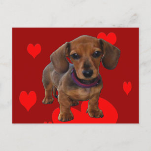 Postal DACHSHUND Puppy con corazones