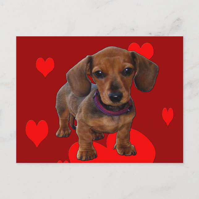 Postal DACHSHUND Puppy con corazones (Anverso)
