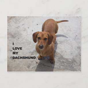 Postal dachshund rojo completo amor con foto