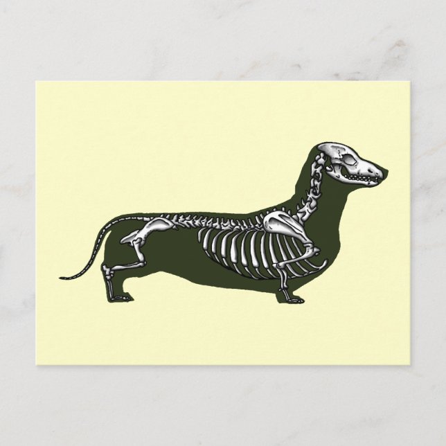 Postal dachshund skeleton (Anverso)