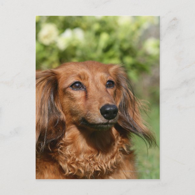 Postal Dachshund, una miniatura de cabello largo y rojo (Anverso)