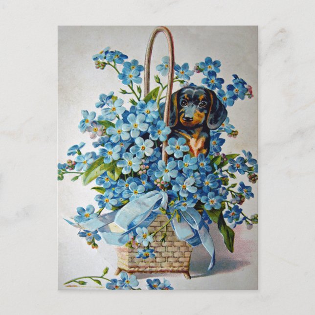 Postal Dachshund y Forget-Me-Nots (Anverso)