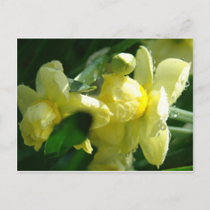 Postal Daffodias con gotitas de agua