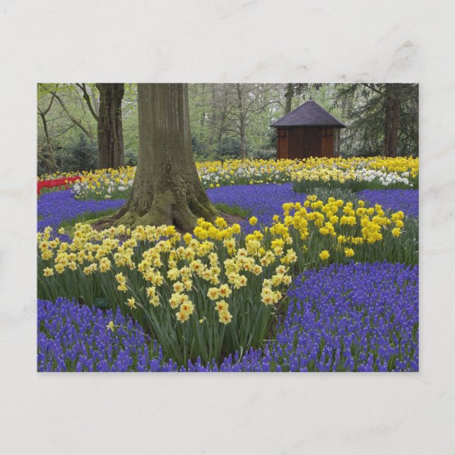 Postal Daffodias, jacinto de uva y jardín de tulipán, (Anverso)