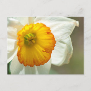 Postal Daffodil