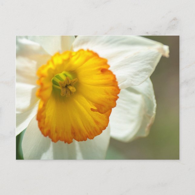Postal Daffodil (Anverso)