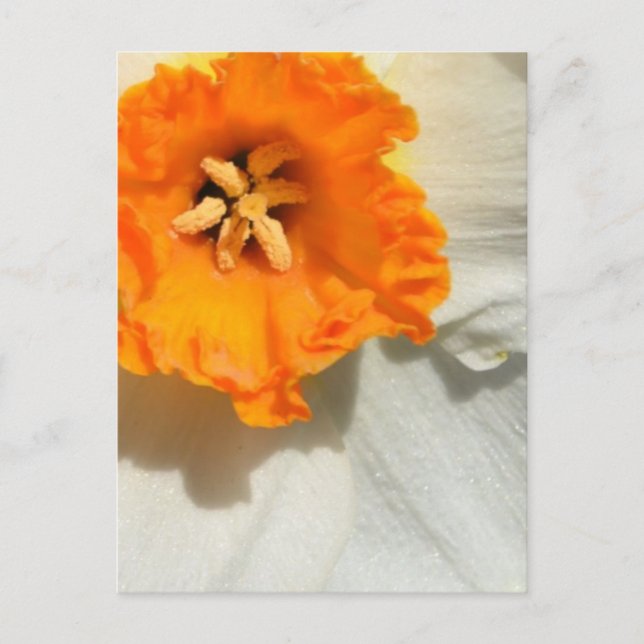 Postal Daffodil (Anverso)