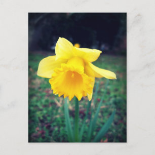 Postal Daffodil