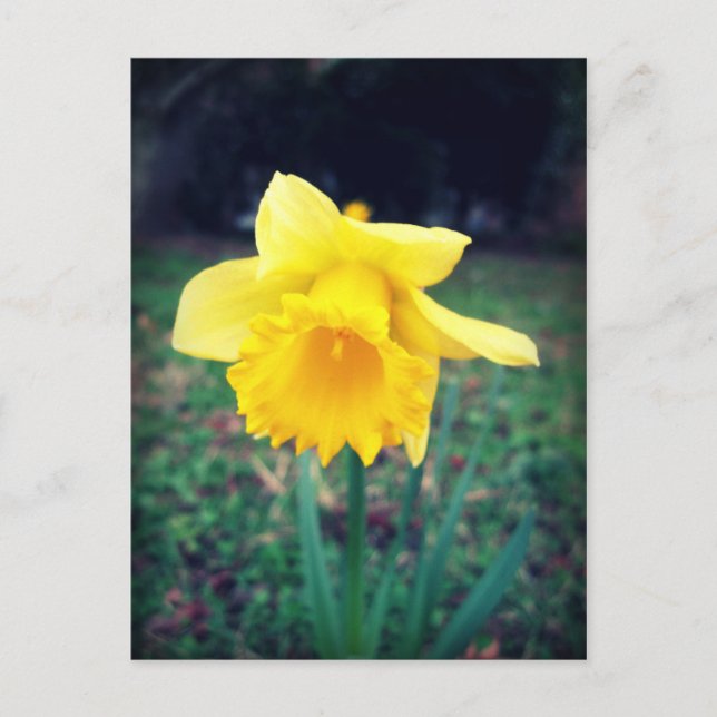 Postal Daffodil (Anverso)