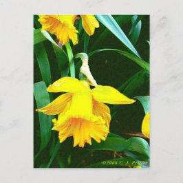 Postal 'Daffodil amarillo'