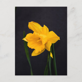 Postal Daffodil amarillo