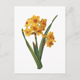 Postal Daffodil amarillo botánico
