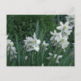 Postal 'Daffodil blanco'