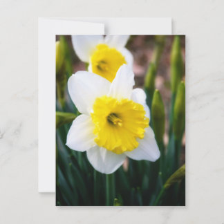 Postal Daffodil blanco