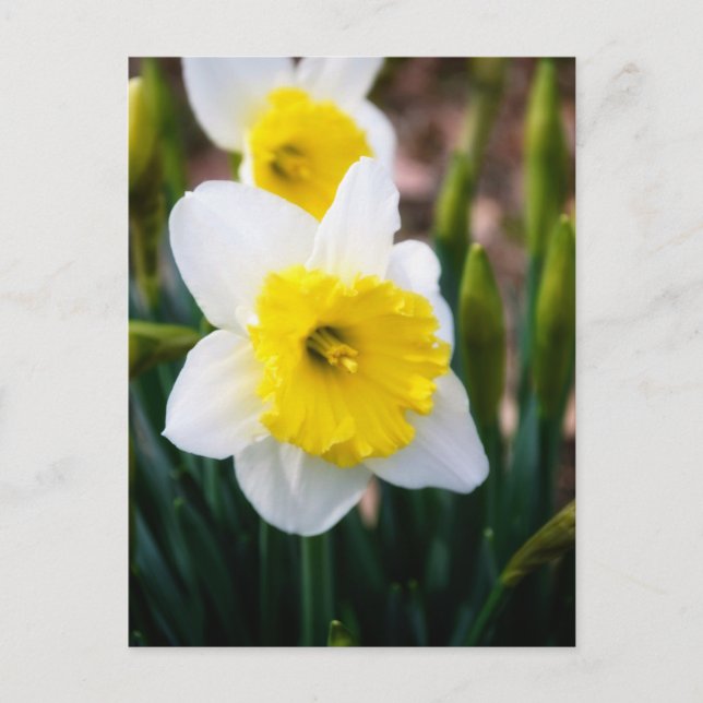 Postal Daffodil blanco (Anverso)