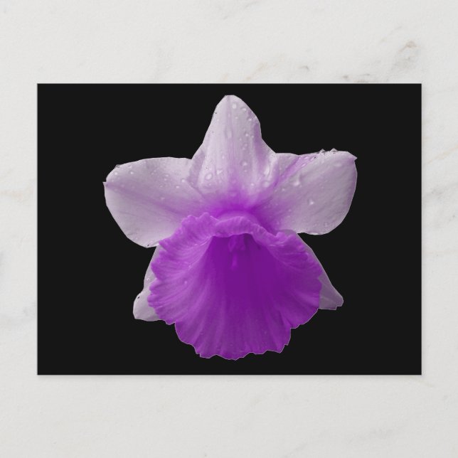 Postal Daffodil de goteo púrpura (Anverso)